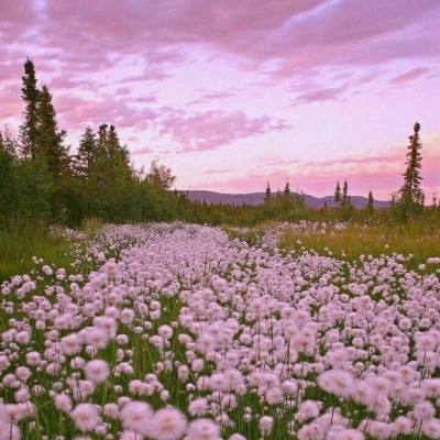 管家婆一码一肖资料大全app下载